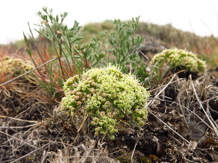 big-seed biscuitroot (Lomatium macrocarpum) [Lawrence Memorial Grassland Preserve, Wasco County, Oregon]