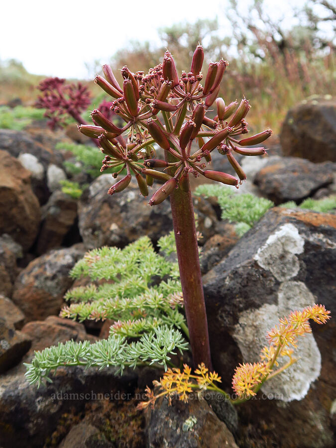 John Day desert parsley, going to seed (Lomatium minus) [Lawrence Memorial Grassland Preserve, Wasco County, Oregon]