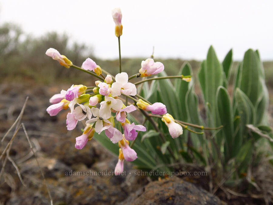 dagger-pod (Phoenicaulis cheiranthoides) [Lawrence Memorial Grassland Preserve, Wasco County, Oregon]