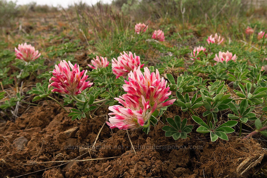 big-head clover (Trifolium macrocephalum) [Lawrence Memorial Grassland Preserve, Wasco County, Oregon]