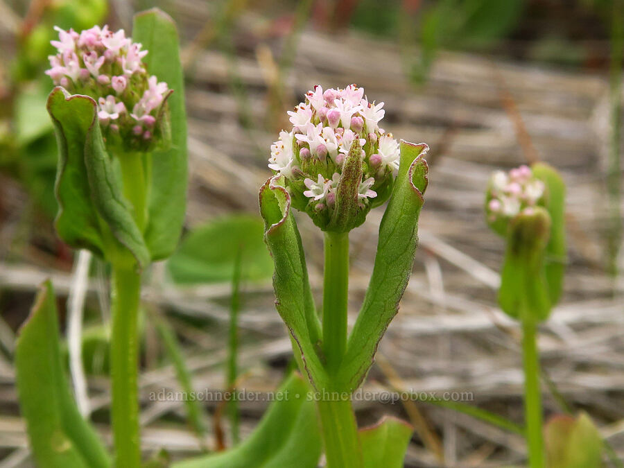 white plectritis (Plectritis macrocera) [Lawrence Memorial Grassland Preserve, Wasco County, Oregon]