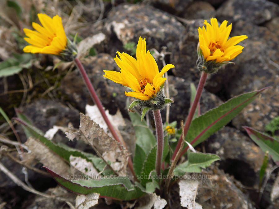 serrate balsamroot (Balsamorhiza serrata) [Lawrence Memorial Grassland Preserve, Wasco County, Oregon]