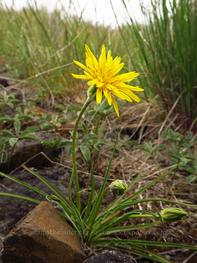 false agoseris (sagebrush dandelion) (Nothocalais troximoides (Microseris troximoides)) [Lawrence Memorial Grassland Preserve, Wasco County, Oregon]