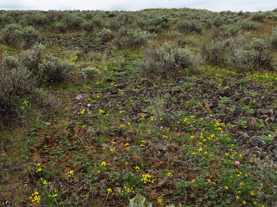 wildflowers (Lomatium leptocarpum (Lomatium bicolor var. leptocarpum), Lomatium minus, Trifolium macrocephalum, Artemisia tridentata) [Lawrence Memorial Grassland Preserve, Wasco County, Oregon]