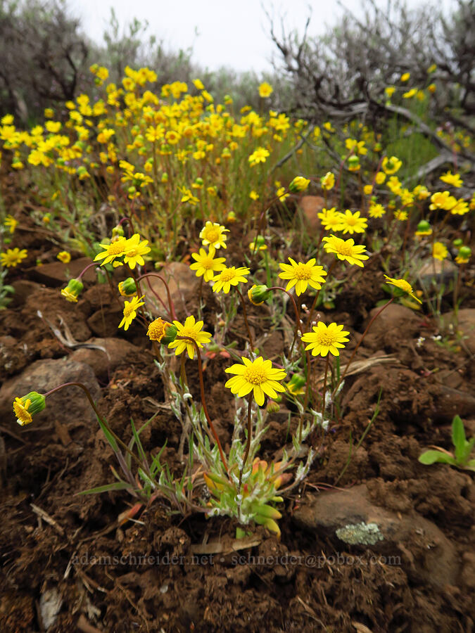 gold stars (Crocidium multicaule) [Lawrence Memorial Grassland Preserve, Wasco County, Oregon]