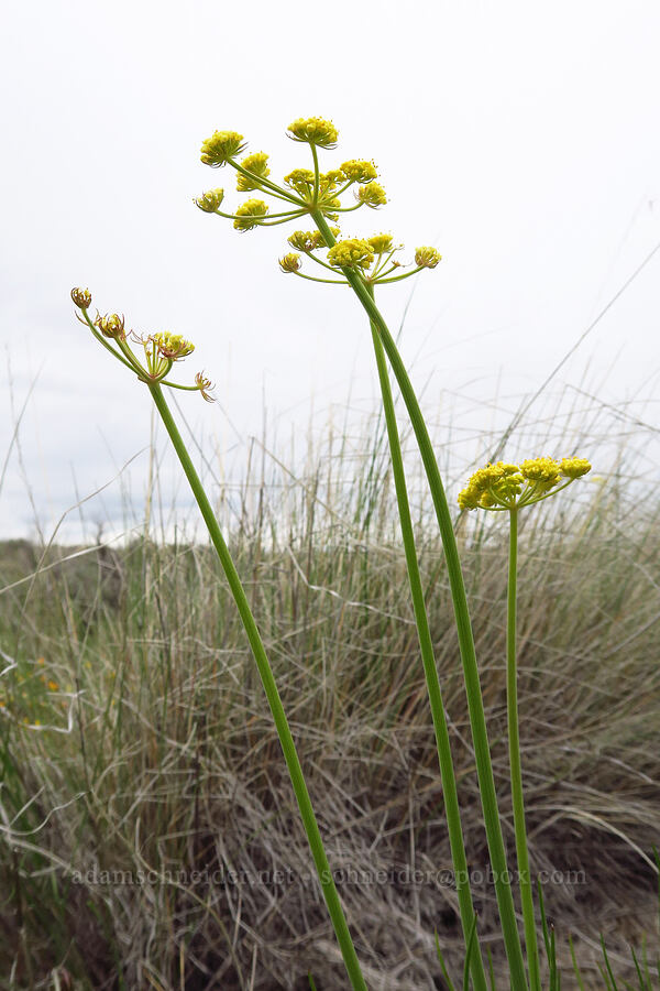 nine-leaf desert parsley (Lomatium triternatum var. triternatum) [Lawrence Memorial Grassland Preserve, Wasco County, Oregon]