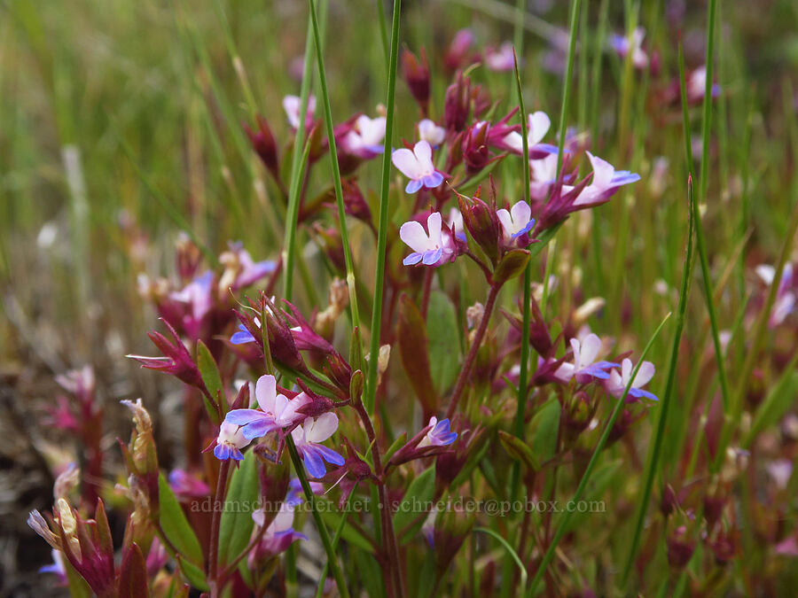 small-flowered blue-eyed-Mary (Collinsia parviflora) [Lawrence Memorial Grassland Preserve, Wasco County, Oregon]