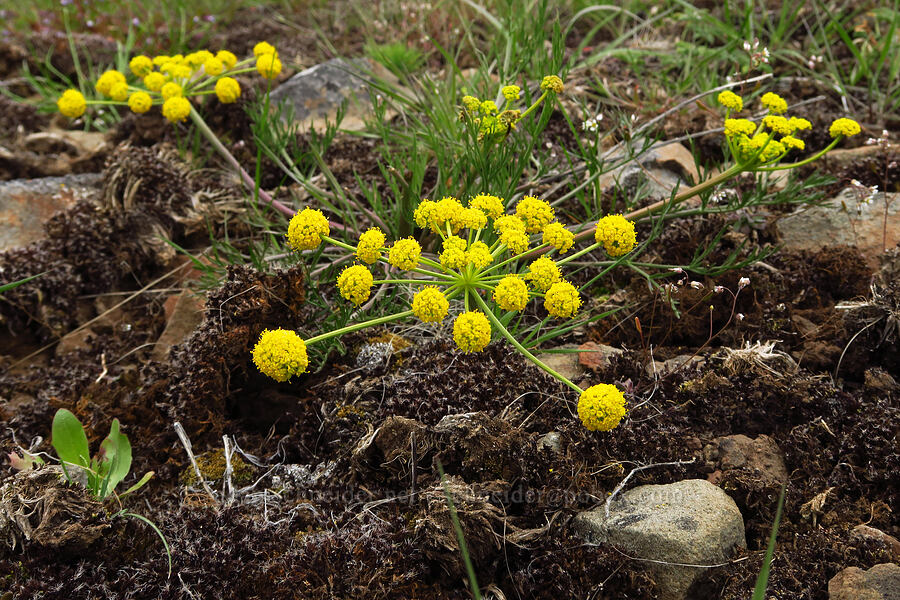 slender-fruited desert parsley (Lomatium leptocarpum (Lomatium bicolor var. leptocarpum)) [Lawrence Memorial Grassland Preserve, Wasco County, Oregon]