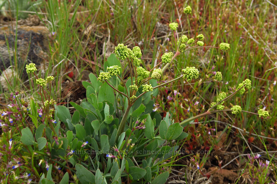 bare-stem desert parsley (Lomatium nudicaule) [Lawrence Memorial Grassland Preserve, Wasco County, Oregon]