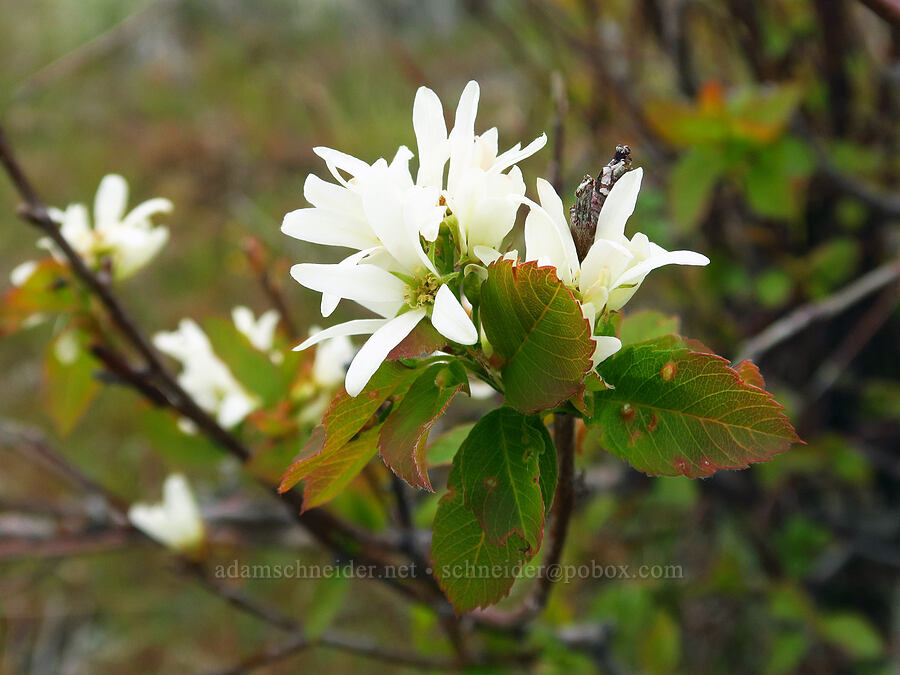 serviceberry (Amelanchier alnifolia) [Lawrence Memorial Grassland Preserve, Wasco County, Oregon]