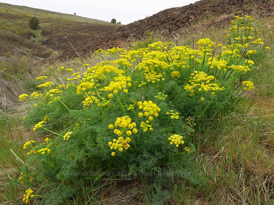 pungent desert parsley (Lomatium papilioniferum (Lomatium grayi)) [Lawrence Memorial Grassland Preserve, Wasco County, Oregon]