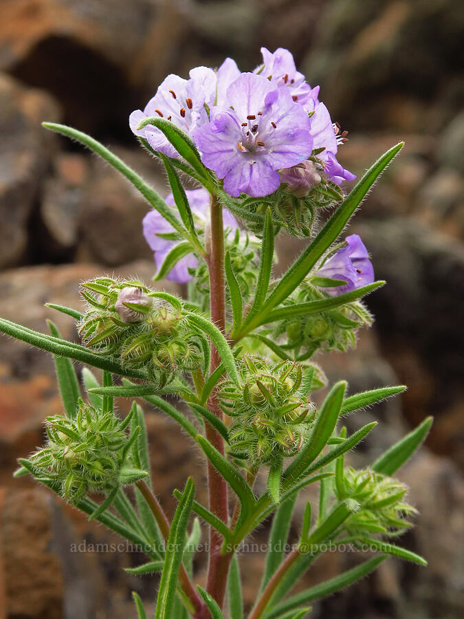 thread-leaf phacelia (Phacelia linearis) [Lawrence Memorial Grassland Preserve, Wasco County, Oregon]