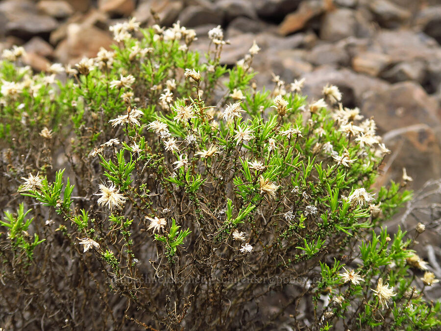 last year's Columbia goldenweed flowers (Ericameria resinosa (Haplopappus resinosus)) [Lawrence Memorial Grassland Preserve, Wasco County, Oregon]