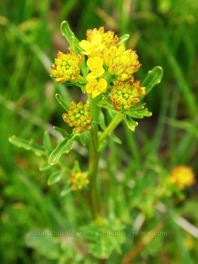 American winter-cress (Barbarea orthoceras) [Lawrence Memorial Grassland Preserve, Wasco County, Oregon]