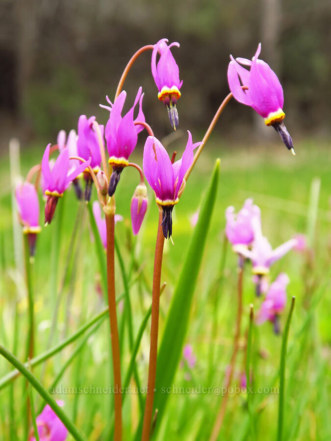 desert shooting star (Dodecatheon conjugens (Primula conjugens)) [Lawrence Memorial Grassland Preserve, Wasco County, Oregon]