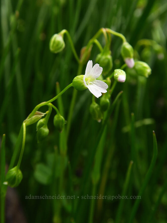 line-leaf montia (Montia linearis (Claytonia linearis)) [Lawrence Memorial Grassland Preserve, Wasco County, Oregon]