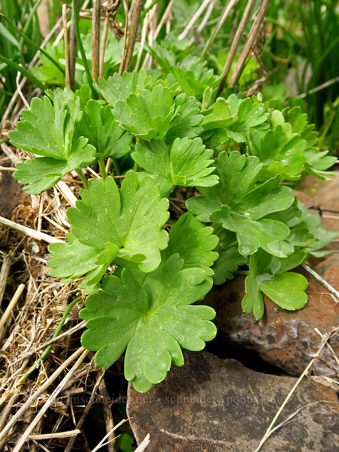 meadow larkspur leaves (Delphinium distichum) [Lawrence Memorial Grassland Preserve, Wasco County, Oregon]