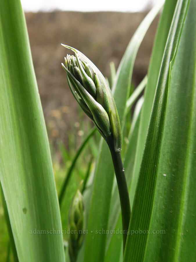 camas, budding (Camassia quamash) [Lawrence Memorial Grassland Preserve, Wasco County, Oregon]