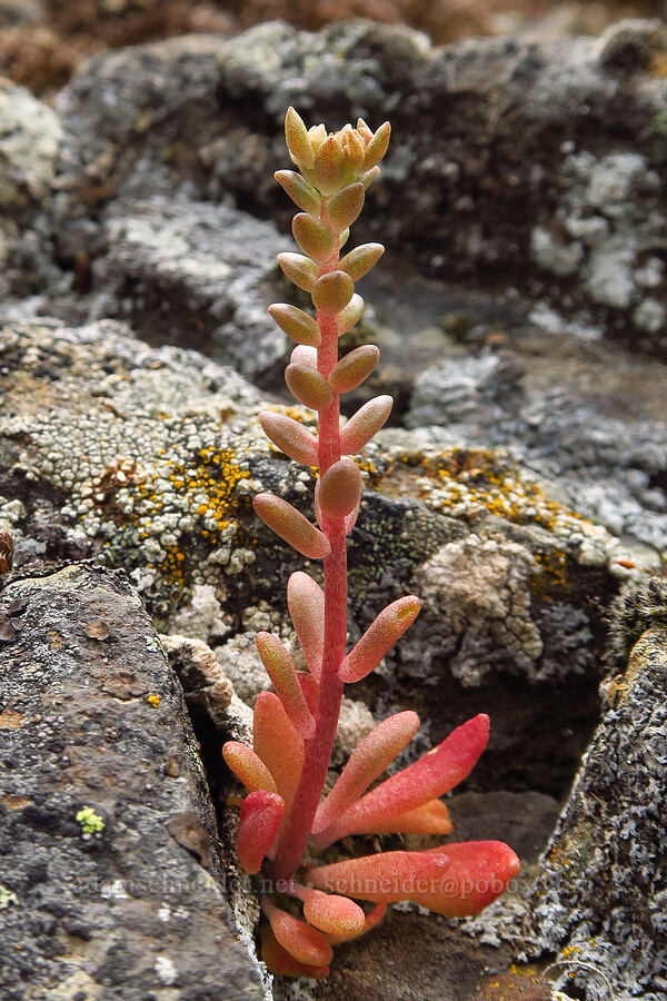 Leiberg's stonecrop, budding (Sedum leibergii) [Lawrence Memorial Grassland Preserve, Wasco County, Oregon]