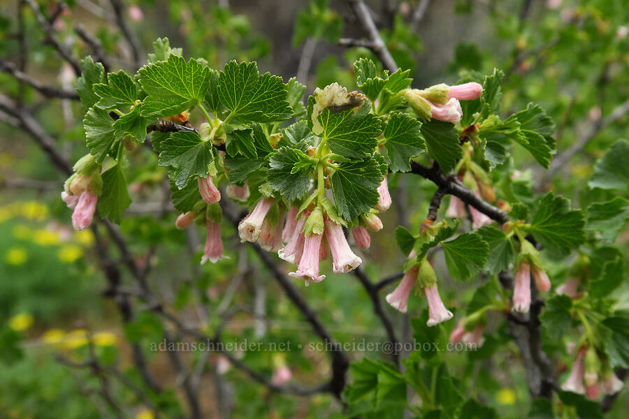 wax currant flowers (Ribes cereum) [Lawrence Memorial Grassland Preserve, Wasco County, Oregon]