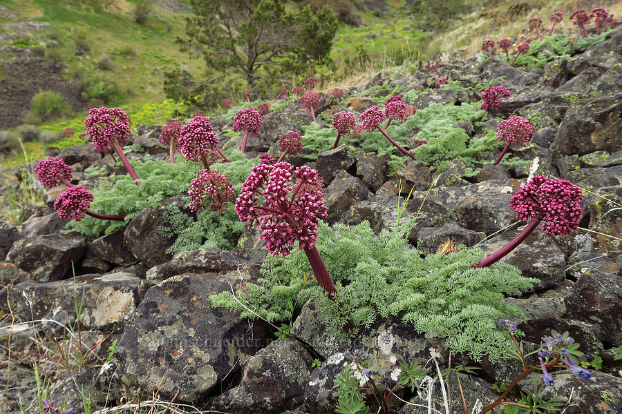 John Day desert parsley (Lomatium minus) [Lawrence Memorial Grassland Preserve, Wasco County, Oregon]