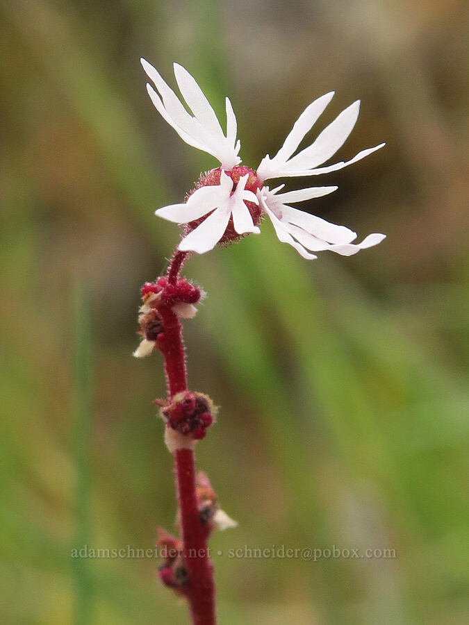 prairie star with 4 petals (Lithophragma glabrum) [Lawrence Memorial Grassland Preserve, Wasco County, Oregon]