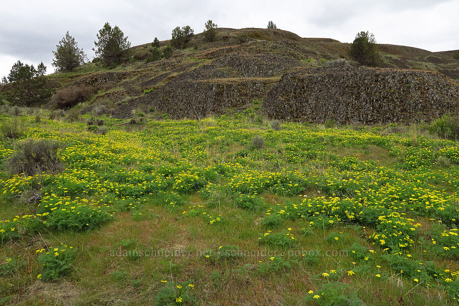 pungent desert parsley (Lomatium papilioniferum (Lomatium grayi)) [Lawrence Memorial Grassland Preserve, Wasco County, Oregon]