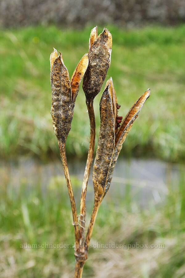 western blue flag iris seed capsules (Iris missouriensis) [Lawrence Memorial Grassland Preserve, Wasco County, Oregon]