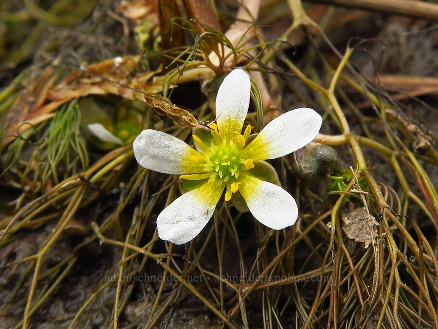 thread-leaf white water buttercup (Ranunculus sp. (Batrachium sp.)) [Lawrence Memorial Grassland Preserve, Wasco County, Oregon]