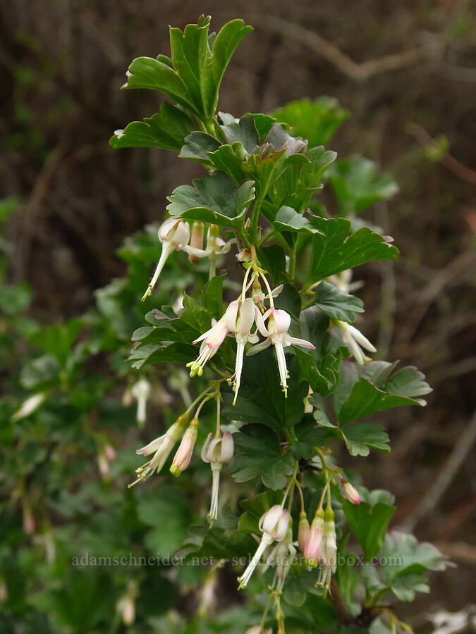 white-flowered currant (Ribes niveum) [Lawrence Memorial Grassland Preserve, Wasco County, Oregon]