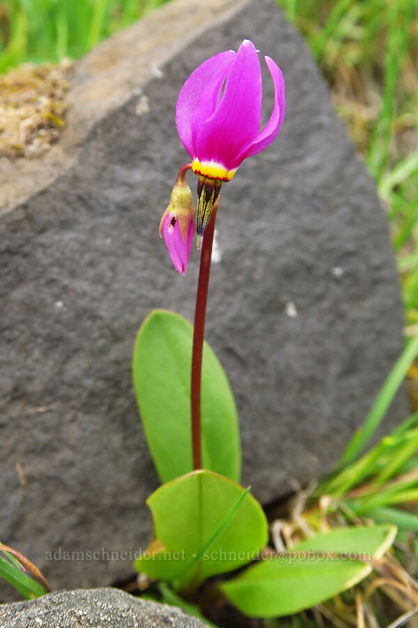 desert shooting star (Dodecatheon conjugens (Primula conjugens)) [Lawrence Memorial Grassland Preserve, Wasco County, Oregon]