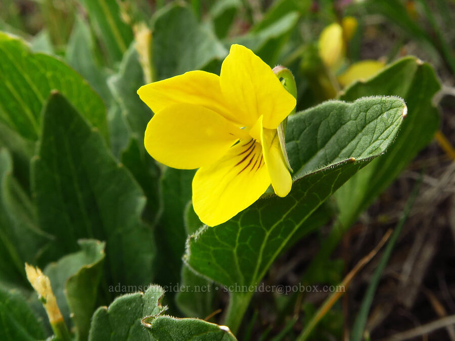 upland yellow violet (Viola praemorsa (Viola nuttallii var. praemorsa)) [Lawrence Memorial Grassland Preserve, Wasco County, Oregon]