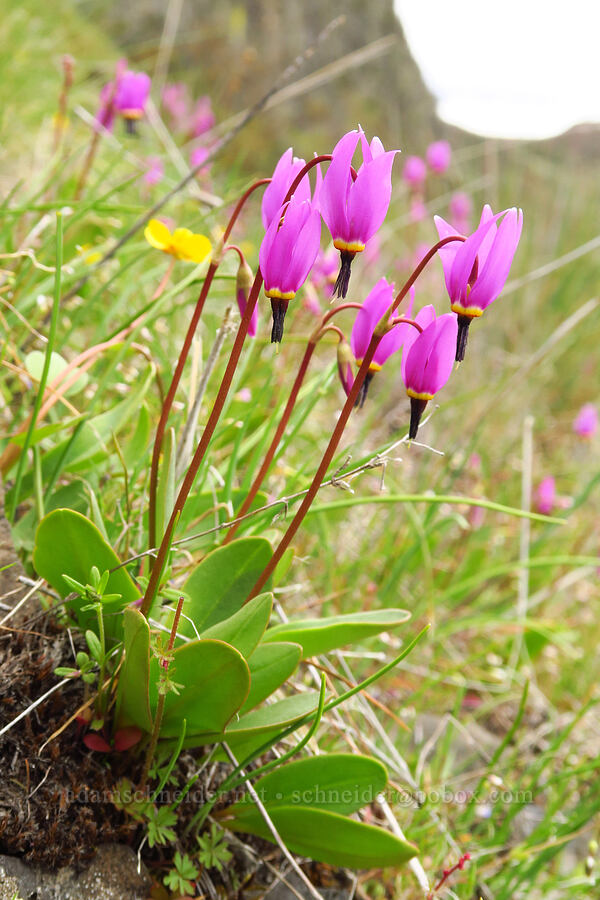 desert shooting stars (Dodecatheon conjugens (Primula conjugens)) [Lawrence Memorial Grassland Preserve, Wasco County, Oregon]