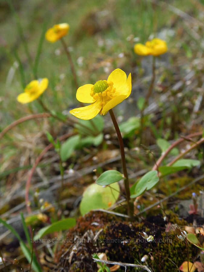 sagebrush buttercups (Ranunculus glaberrimus) [Lawrence Memorial Grassland Preserve, Wasco County, Oregon]