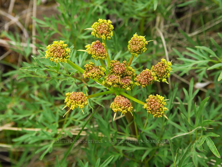 fern-leaf desert parsley (Lomatium multifidum (Lomatium dissectum var. multifidum)) [Lawrence Memorial Grassland Preserve, Wasco County, Oregon]