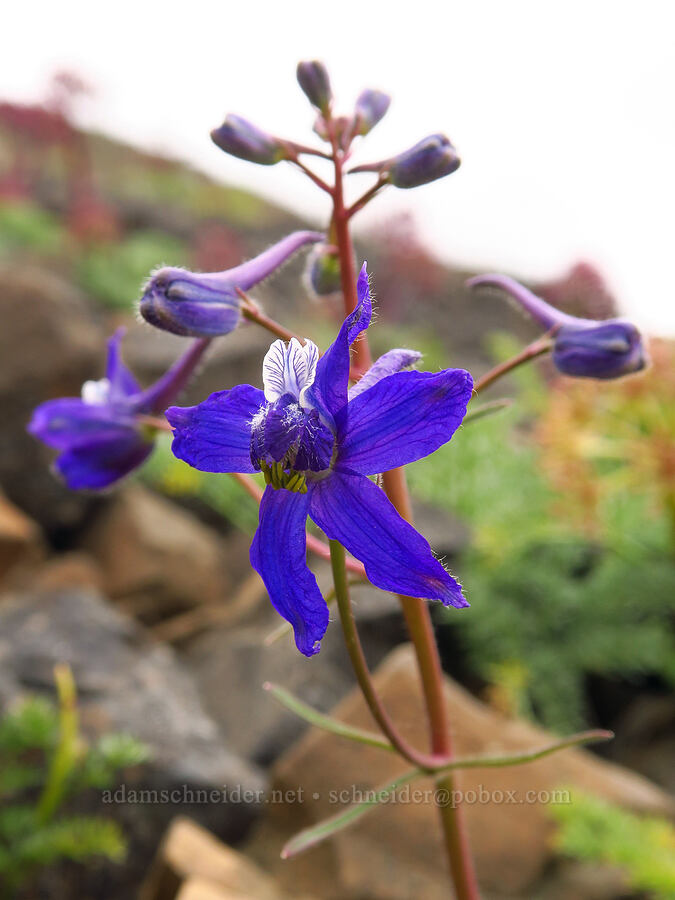 Anderson's desert larkspur (Delphinium andersonii (Delphinium scaposum var. andersonii)) [Lawrence Memorial Grassland Preserve, Wasco County, Oregon]