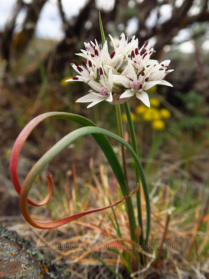 rock onion (Allium macrum) [Lawrence Memorial Grassland Preserve, Wasco County, Oregon]