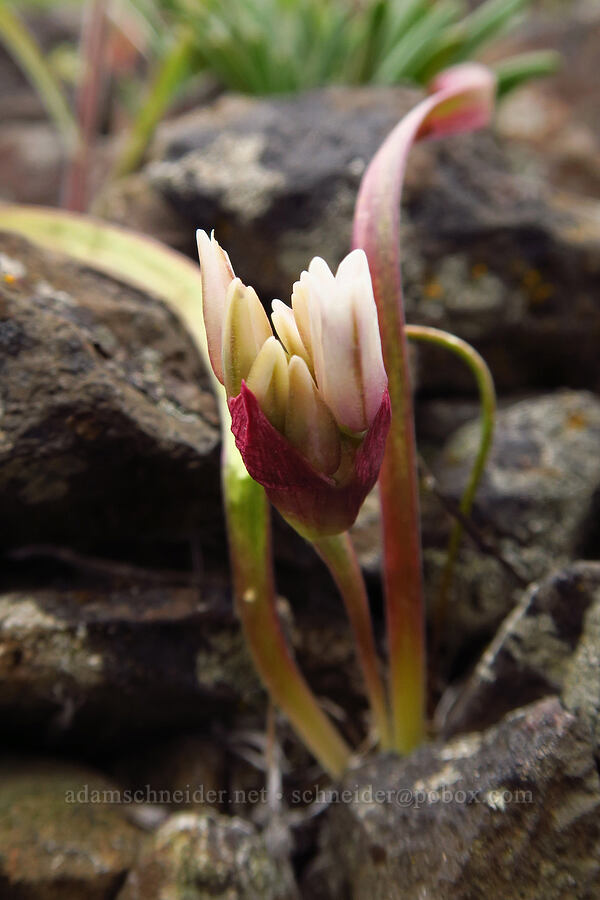 mystery onion, budding (Allium sp.) [Lawrence Memorial Grassland Preserve, Wasco County, Oregon]