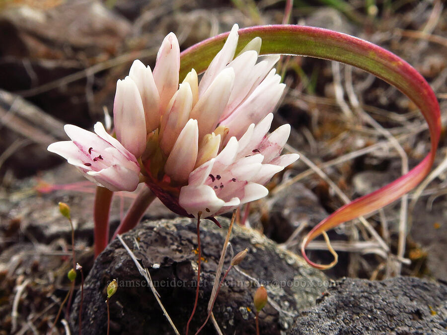 mystery onion (Allium sp.) [Lawrence Memorial Grassland Preserve, Wasco County, Oregon]