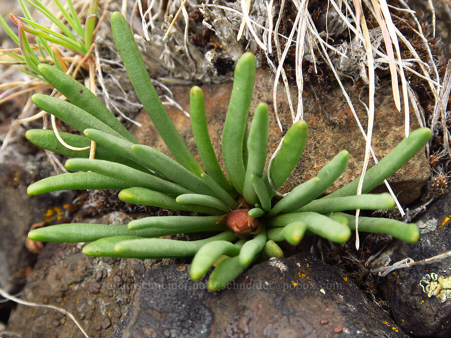 bitterroot, budding (Lewisia rediviva) [Lawrence Memorial Grassland Preserve, Wasco County, Oregon]