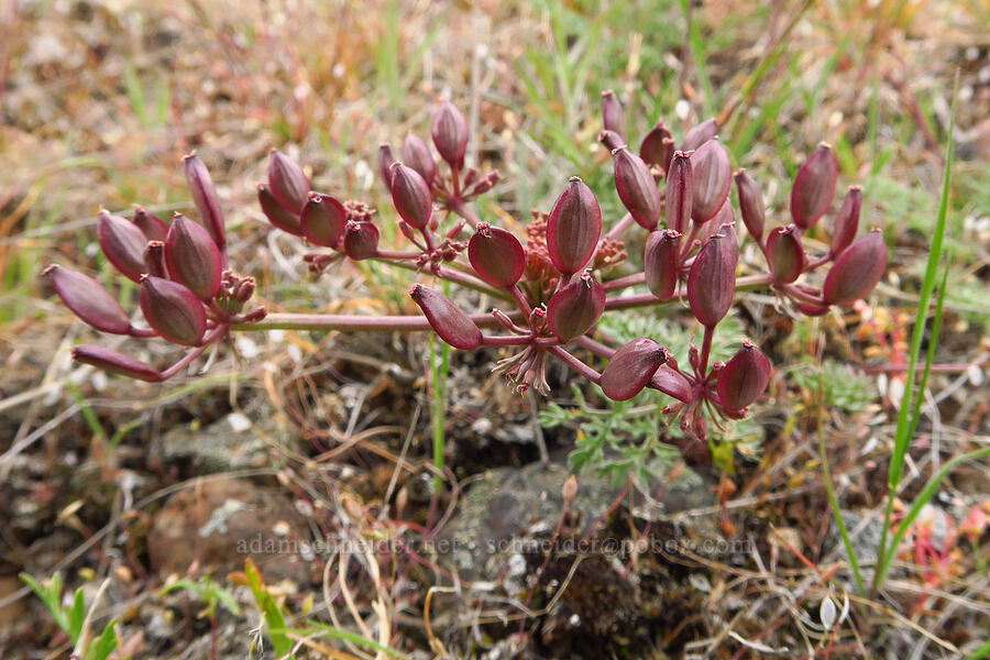 Canby's desert parsley, going to seed (Lomatium canbyi (Cogswellia canbyi)) [Lawrence Memorial Grassland Preserve, Wasco County, Oregon]