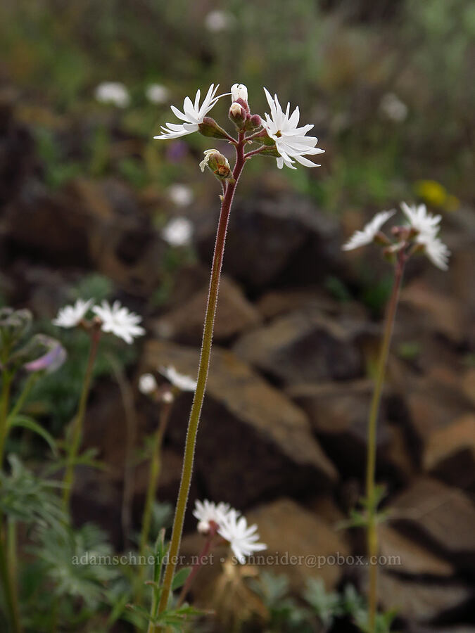 prairie stars (Lithophragma parviflorum) [Lawrence Memorial Grassland Preserve, Wasco County, Oregon]