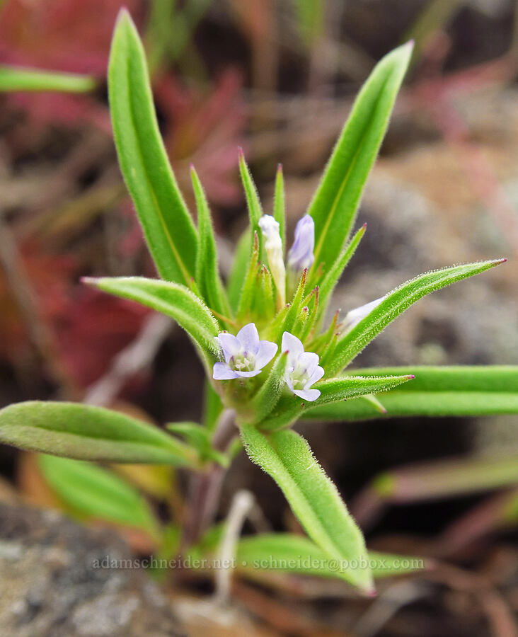 bristle-flowered collomia (Collomia macrocalyx) [Lawrence Memorial Grassland Preserve, Wasco County, Oregon]