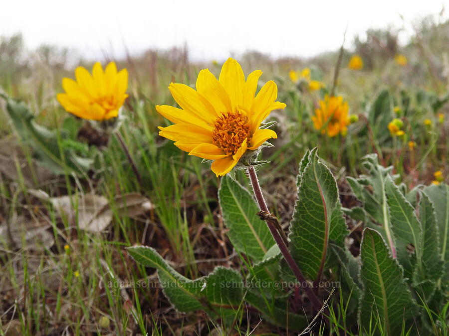 serrate balsamroot (Balsamorhiza serrata) [Lawrence Memorial Grassland Preserve, Wasco County, Oregon]