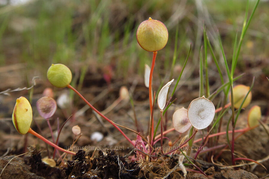 old-stem idahoa (scale-pod) (Idahoa scapigera) [Lawrence Memorial Grassland Preserve, Wasco County, Oregon]