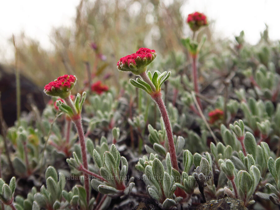 rock buckwheat, budding (Eriogonum sphaerocephalum) [Lawrence Memorial Grassland Preserve, Wasco County, Oregon]