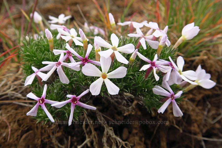 Hood's phlox (Phlox hoodii) [Lawrence Memorial Grassland Preserve, Wasco County, Oregon]