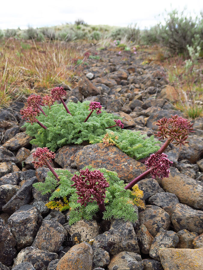 John Day desert parsley in a rock runnel (Lomatium minus) [Lawrence Memorial Grassland Preserve, Wasco County, Oregon]