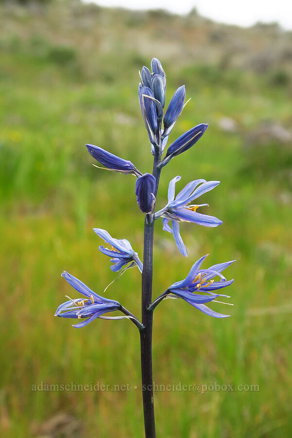 camas (Camassia quamash) [Rooper Road, Wasco County, Oregon]