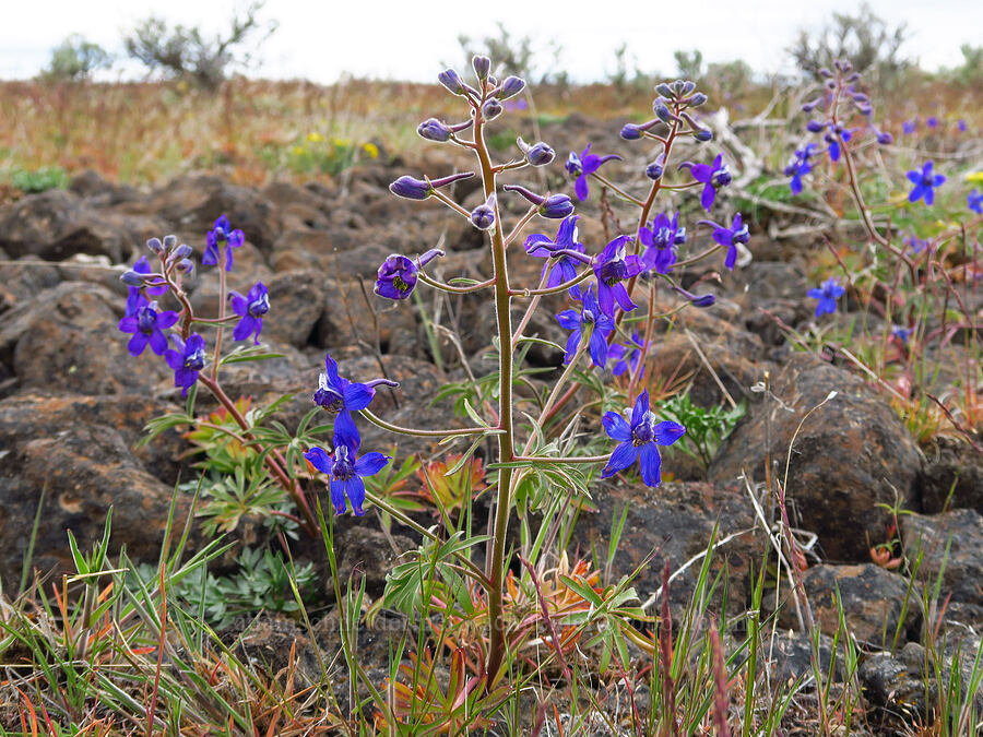 larkspur (Delphinium sp.) [Rooper Road, Wasco County, Oregon]